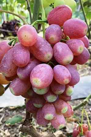 Саженцы винограда Makiyivka