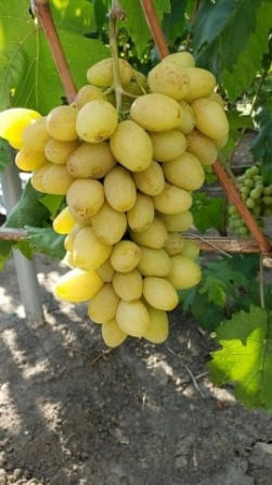 Саженцы винограда Makiyivka - photo 1