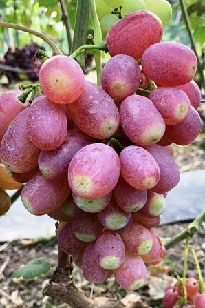Саженцы винограда Makiyivka - photo 3