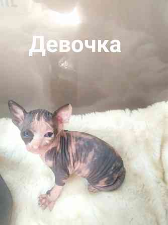 Котята Донского сфинкса Донецк