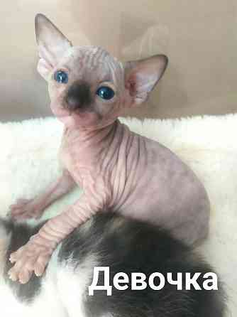 Котята Донского сфинкса Донецк