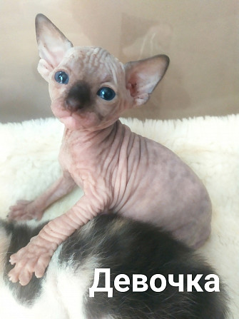 Котята Донского сфинкса Донецк - изображение 3