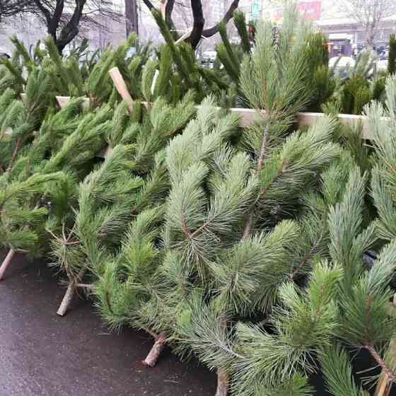 Русская новогодняя сосна с доставкой! Starobesheve