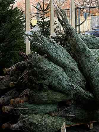 Русская новогодняя сосна с доставкой! Starobesheve