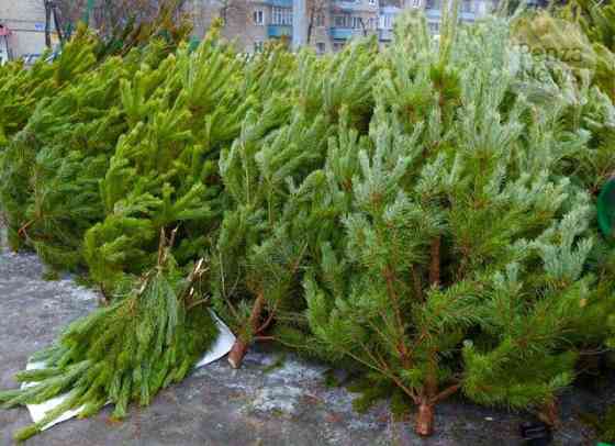 Русская новогодняя сосна с доставкой! Starobesheve