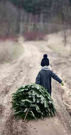 Русская новогодняя сосна с доставкой! Starobesheve
