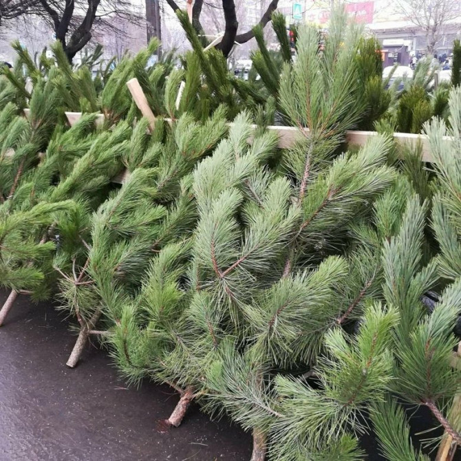 Русская новогодняя сосна с доставкой! Starobesheve - photo 3
