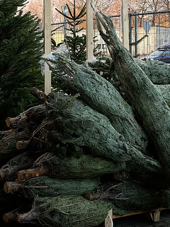 Русская новогодняя сосна с доставкой! Starobesheve - photo 2