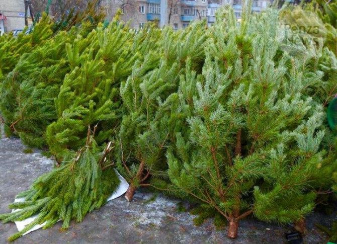 Русская новогодняя сосна с доставкой! Starobesheve - photo 1